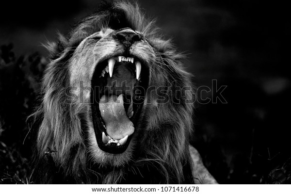 The roar of the lion - Ngorongoro Conservatio\
Area, Tanzania. Photo taken in Ndutu, on the southern border of the\
Serengeti. This lion and his brother have recently become lords of\
that territory.