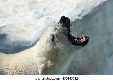 Roar Of Polar Bear On Ice Bacground