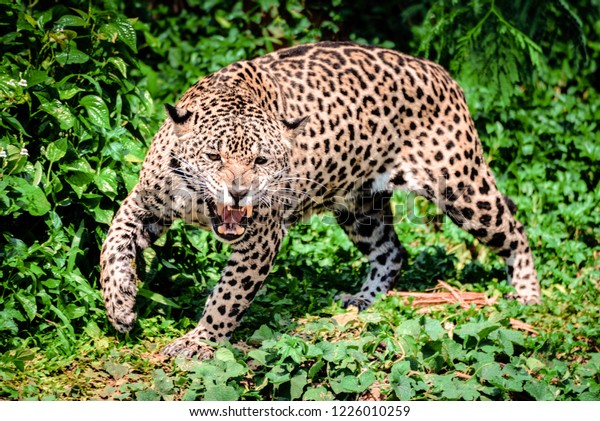 Roar tiger leopard jaguar animal\
wildlife hunting / beautiful jaguar walking in jungle looking food\
stalking follow its prey in the forest national\
park