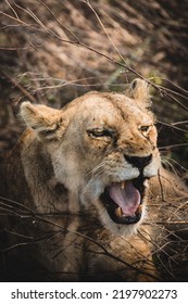 A Roaring Adult Female Lion In The Wild