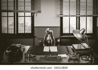 Roaring Badger Sitting At Directors Desk, 1950s Style Office.