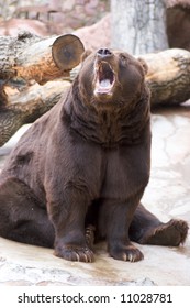 Roaring Bear Sitting In Cold Weather Outdoors