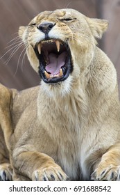 A Roaring Lion.