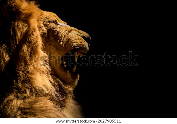 Roaring lion against a\
black background