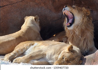 Roaring male lion in den with two females
