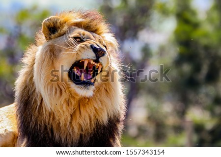 Roaring Male Lion with impressive Mane 