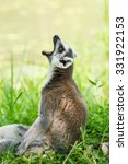 A roaring ring-tailed lemur