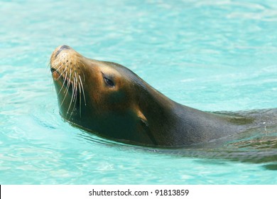 Roaring Sea Lion