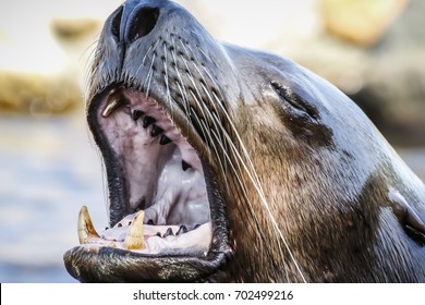 Roaring shot of sea lion