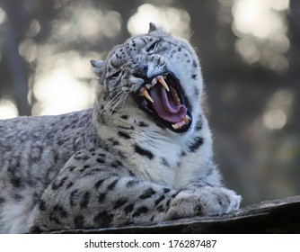 5,136 Leopard roaring Images, Stock Photos & Vectors | Shutterstock