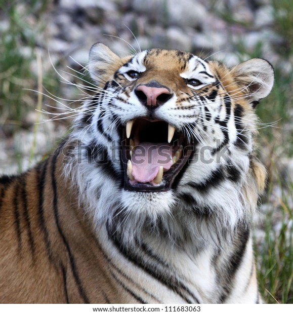 Roaring Tiger Stock Photo (Edit Now) 111683063