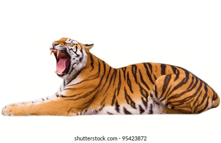 25,482 Tiger Roar Images, Stock Photos & Vectors | Shutterstock