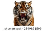 A Roaring tiger isolated of transparent White background