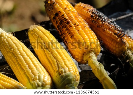 The roased corn in the process of ripening