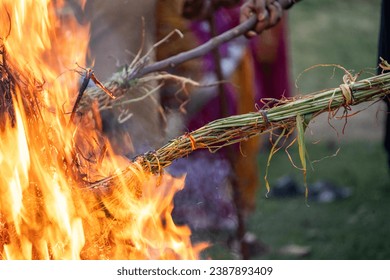 Roasing gram wheat corn beans on bon fire on the harvest festival of holi, lohri clebrated across north India