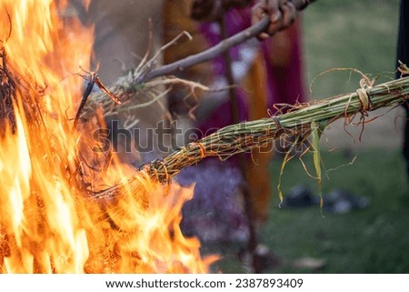 Roasing gram wheat corn beans on bon fire on the harvest festival of holi, lohri clebrated across north India