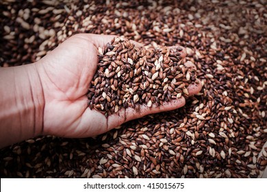 Roasted Barley In The Hand