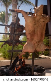 Roasted on the cross Bbq, fire  made on the ground or in a fire pit and surrounded by metal crosses (asadores) that hold the entire carcass of an animal splayed open to receive the heat from the fire