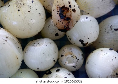 Roasted Small White Onion Seeds