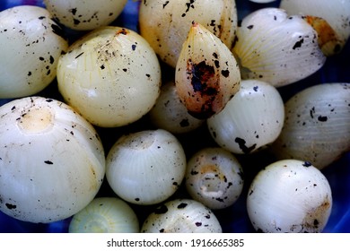 Roasted Small White Onion Seeds