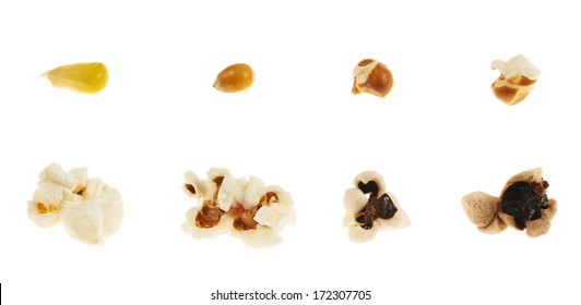 Roasting Corn Kernel Into A Popcorn Isolated Over White Background, Set Of Eight Step Images