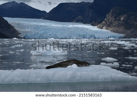 Robbe by San Rafael Glacier