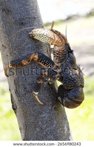 Robber or Coconut Crabs will readily climb trees to seek shade and refuge and also for finding food, such a fruits and coconuts. Their pincers and legs have a powerful grip