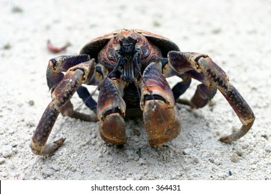 312 Robber crab Images, Stock Photos & Vectors | Shutterstock