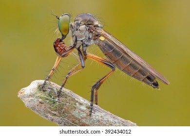 Robber Fly Prey Stock Photo (Edit Now) 288649475
