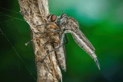 Robber Fly With Big Prey On Branch