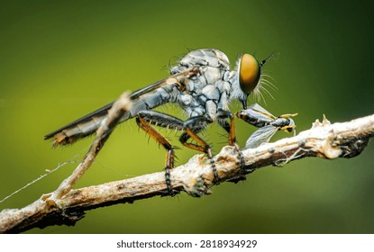 Robber fly capturing and consuming a smaller insect prey on a bare twig, demonstrating predatory behavior in nature. Thailand photography, no generative ai