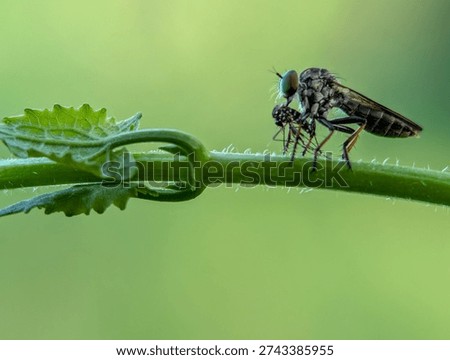 Robber Fly Devouring Prey on Green Stem