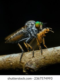 Robber fly extreme Close up with Kill