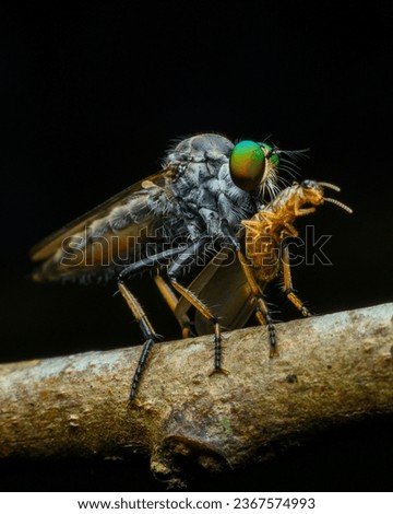 Robber fly extreme Close up with Kill