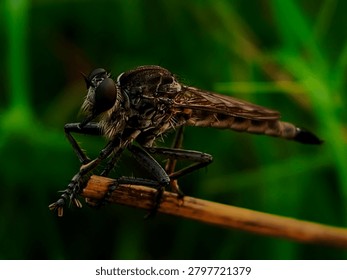 Robber Fly Insect Side View Macro Photography with Blurred Green Background