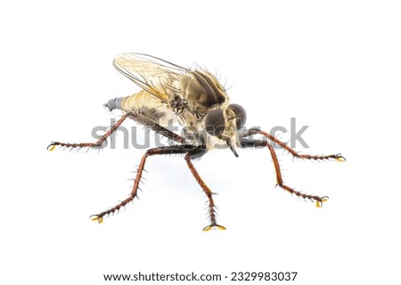 Robber fly Isolated on white background.  Proctacanthus longus a species in Florida.  Extremely detailed macro closeup showing hairs and bristles on legs and face. front side profile view