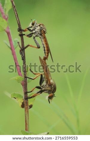 robber fly mating for the continuation of generations
