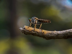 Robber Fly On A Branch
