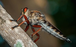 A Robber Fly On Branch And Dark Background, Red Eyes, Nature Background, Big Eye Insect, Thailand.