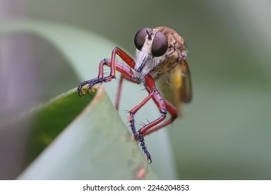 Robber Fly perched on leaf