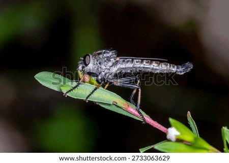 Robber Fly Perched on Leaf in Natural Light