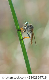 robber fly or pirate flies perch on the weeds