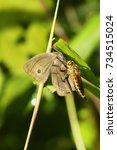 Robber fly with a prey