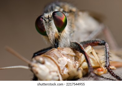 Robber Fly Promachus Latitarsatus Feeding On A Moroccan Locust Dociostaurus Maroccanus. Inagua. Tejeda. Gran Canaria. Canary Islands. Spain.