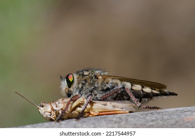 Robber Fly Promachus Latitarsatus Feeding On A Moroccan Locust Dociostaurus Maroccanus. Inagua. Tejeda. Gran Canaria. Canary Islands. Spain.