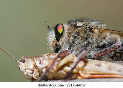 Robber Fly Promachus Latitarsatus Feeding On A Moroccan Locust Dociostaurus Maroccanus. Inagua. Tejeda. Gran Canaria. Canary Islands. Spain.