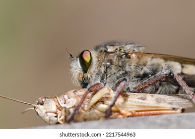 Robber Fly Promachus Latitarsatus Feeding On A Moroccan Locust Dociostaurus Maroccanus. Inagua. Tejeda. Gran Canaria. Canary Islands. Spain.