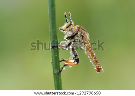 robber fly showered hith rain