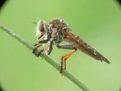 Robber Fly, Robber Fly With Water Droplets On The Body