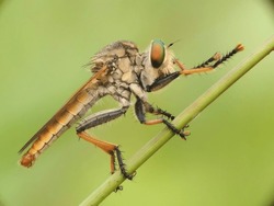 Robber Fly, Robber Fly Who Is Cleaning His Hands